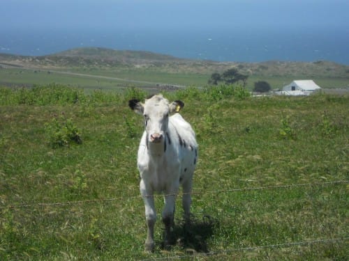 point reyes cow point reyes cow