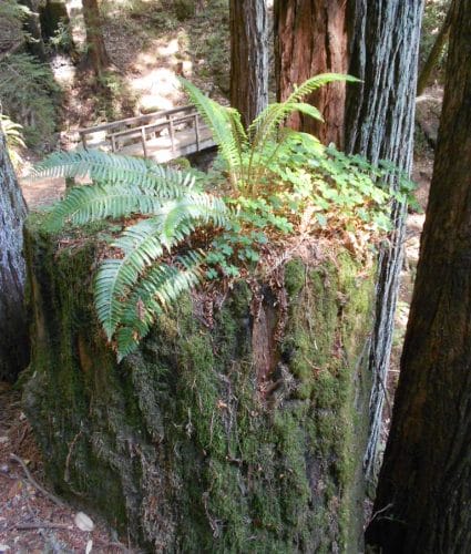 stump fern tree stump