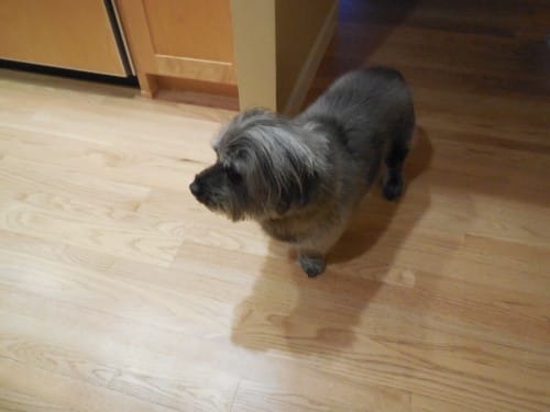 pet and house sitting