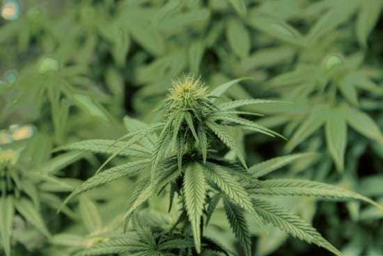 More people are dumpster diving for weed