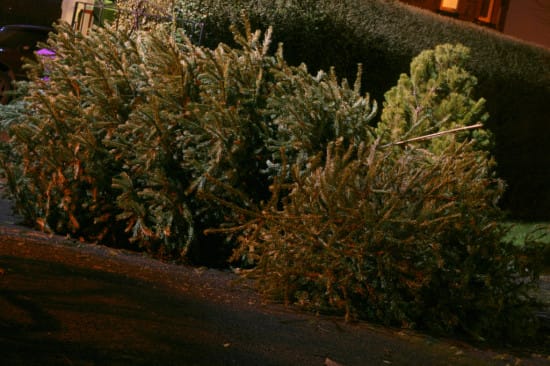How to properly dispose of your Christmas tree