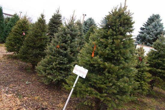 Fourth Graders Free Christmas Tree