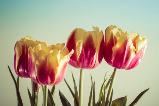 Save Money on Mother's Day