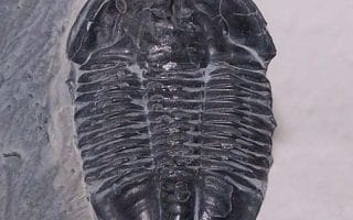 trilobite fossil