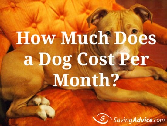 How Much Does a Dog Cost Per Month
