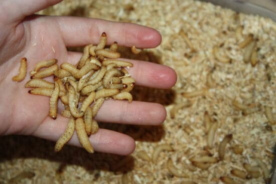 plastic eating caterpillar