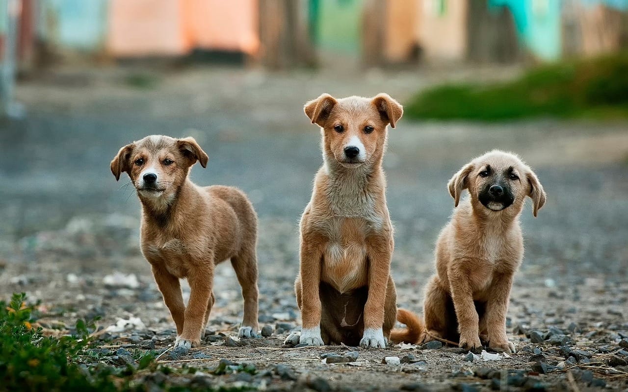 how much does a dog cost