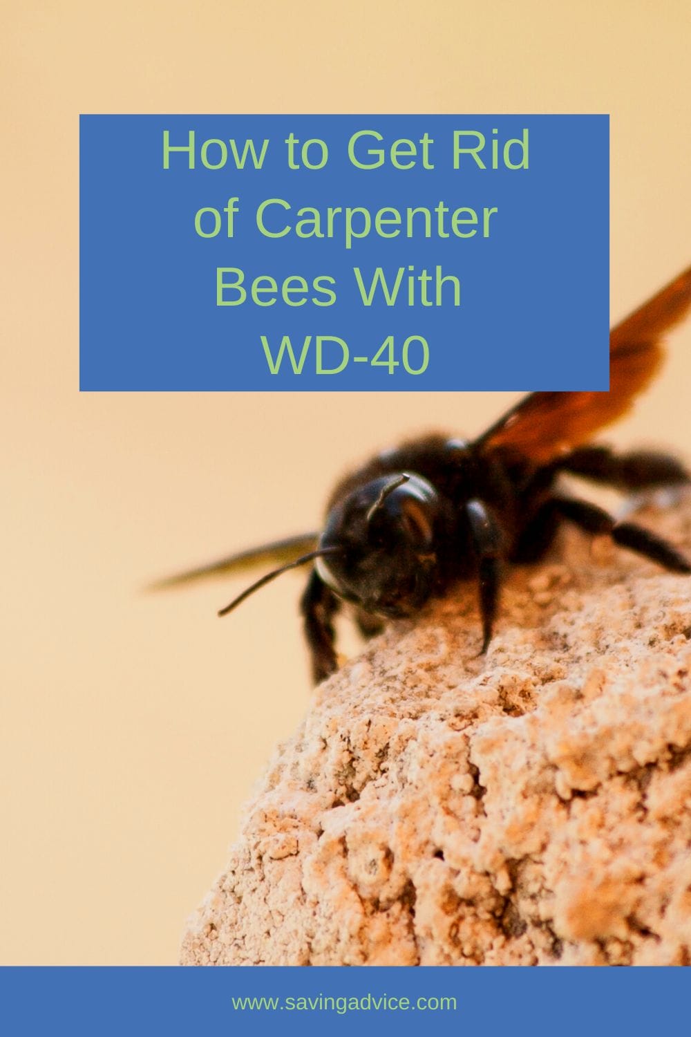 How to Get Rid of Carpenter Bees With WD-40
