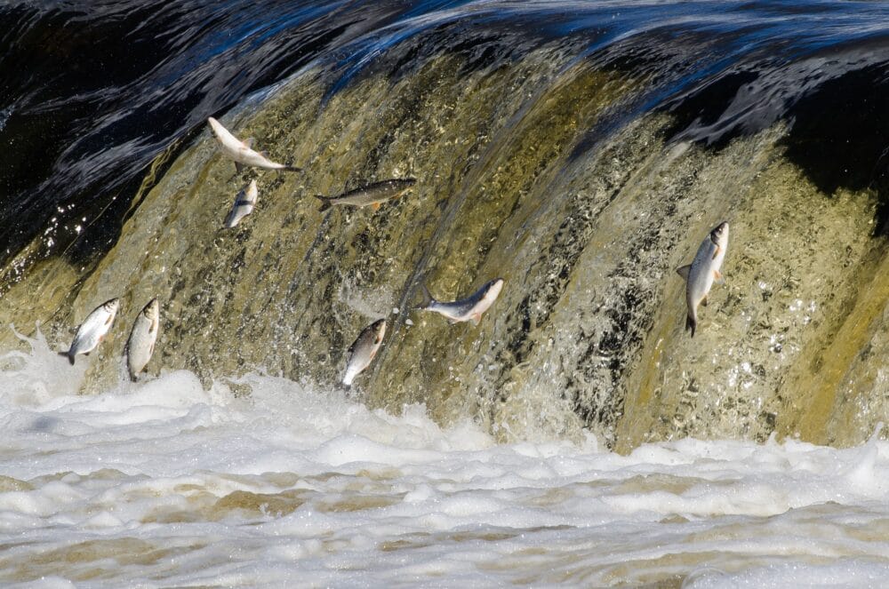swim upstream