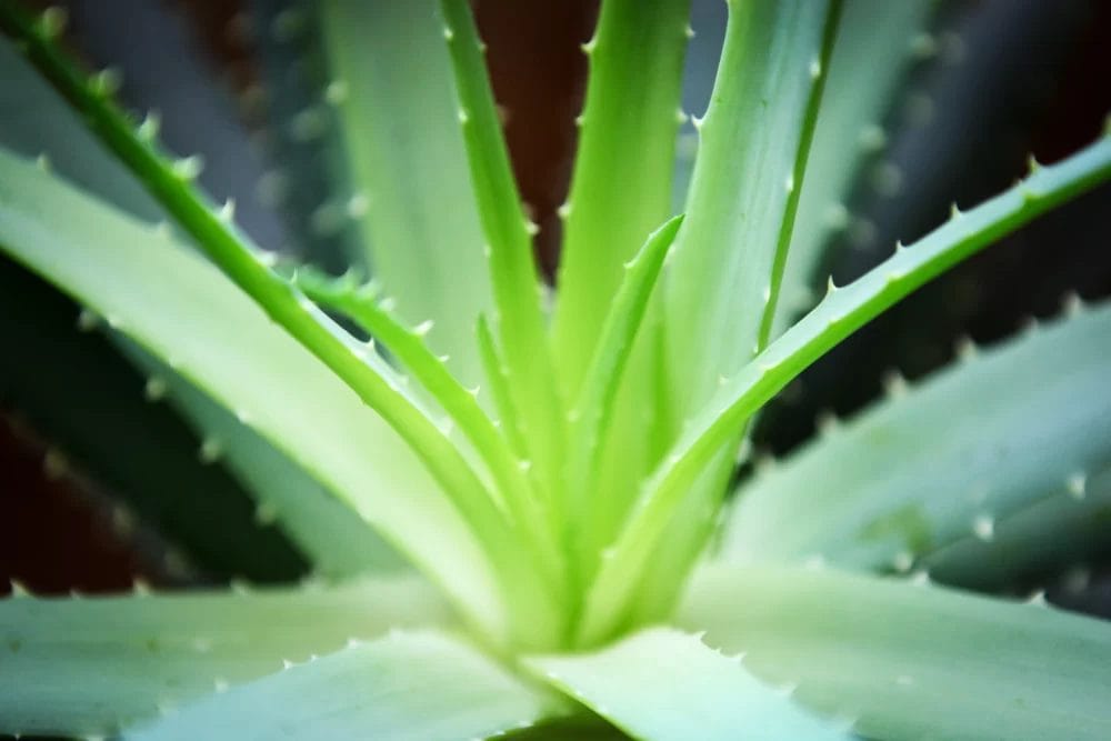 Aloe Vera