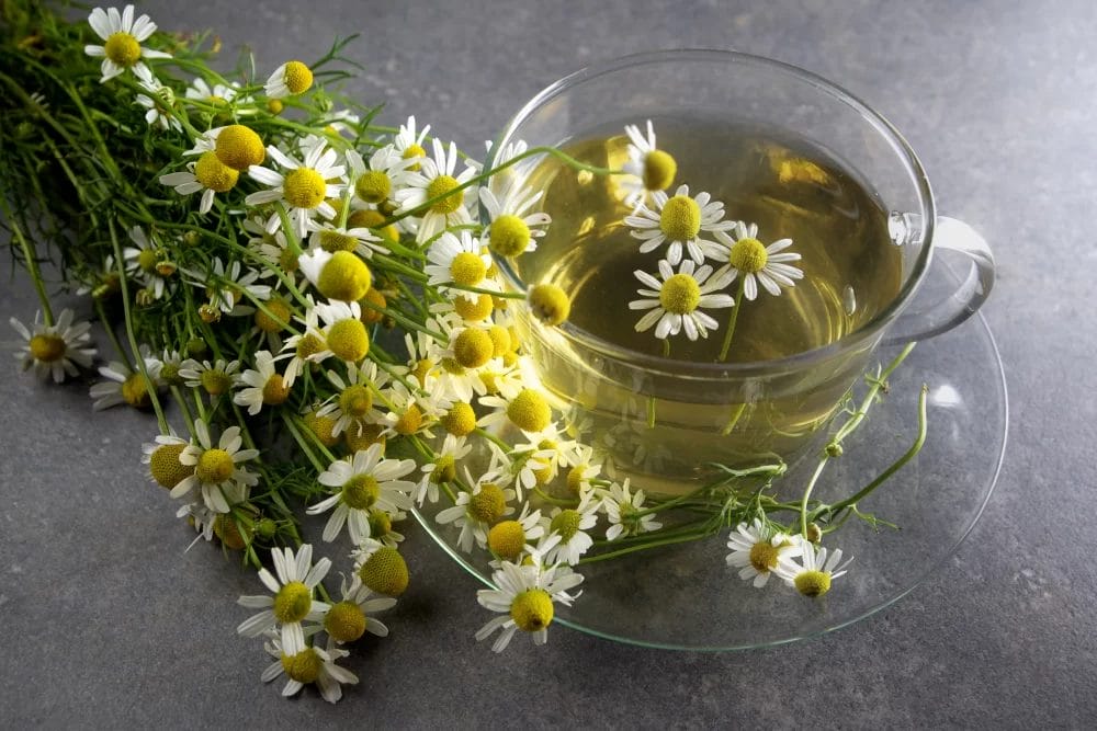 Chamomile