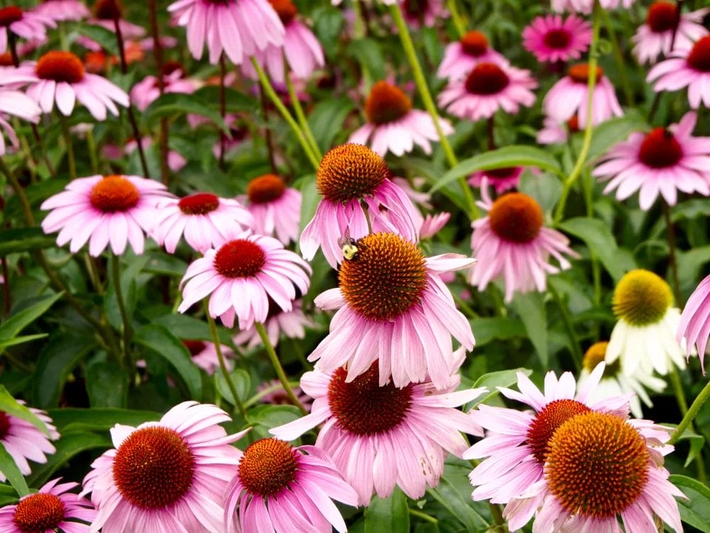 Echinacea