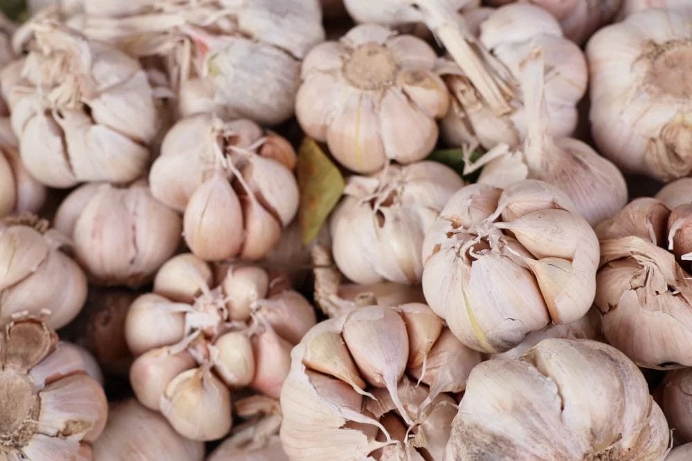 Garlic
