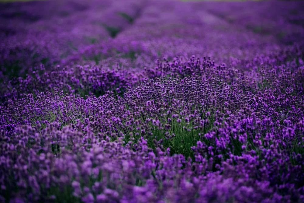 Lavender