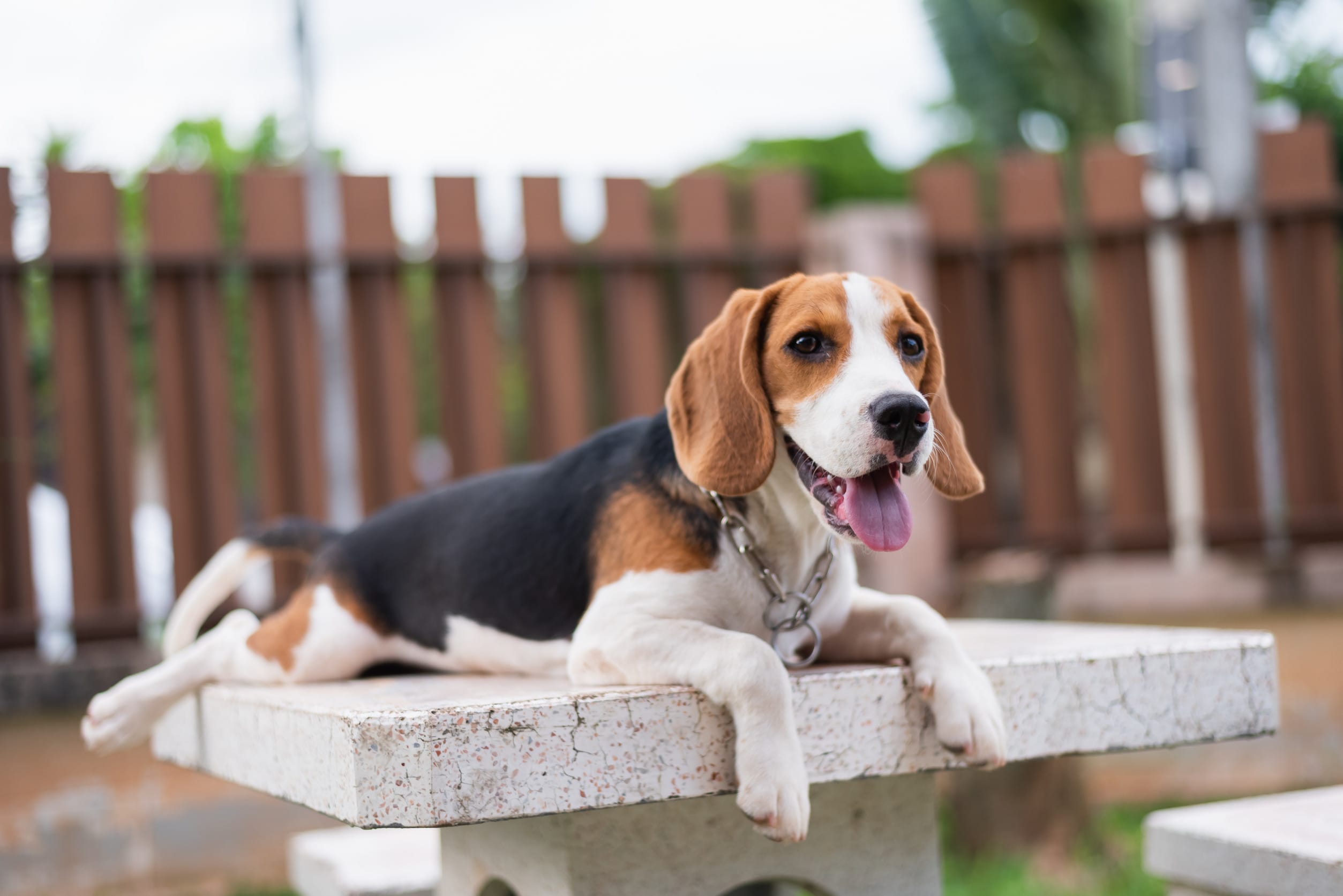 Beagle
