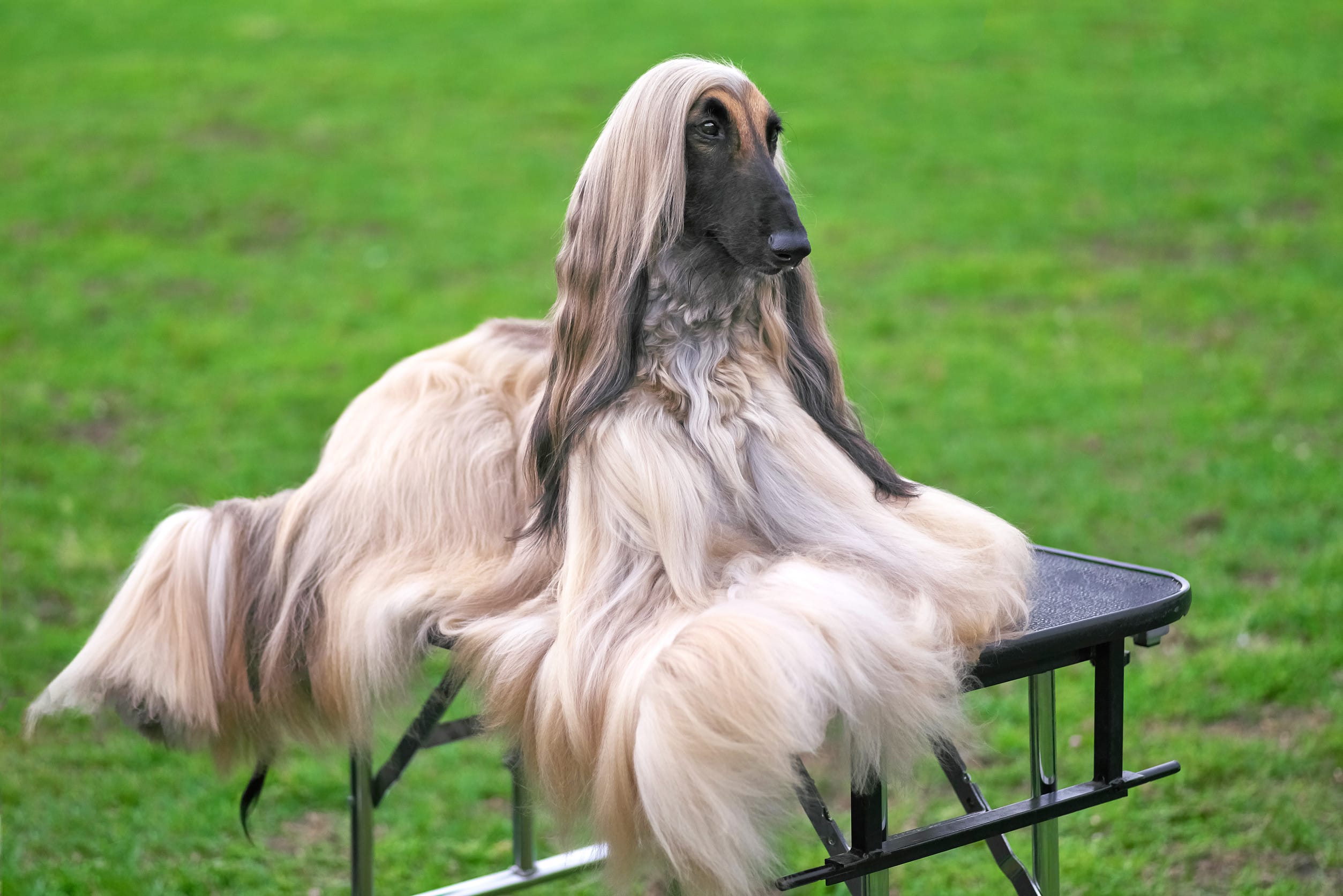 Afghan Hound