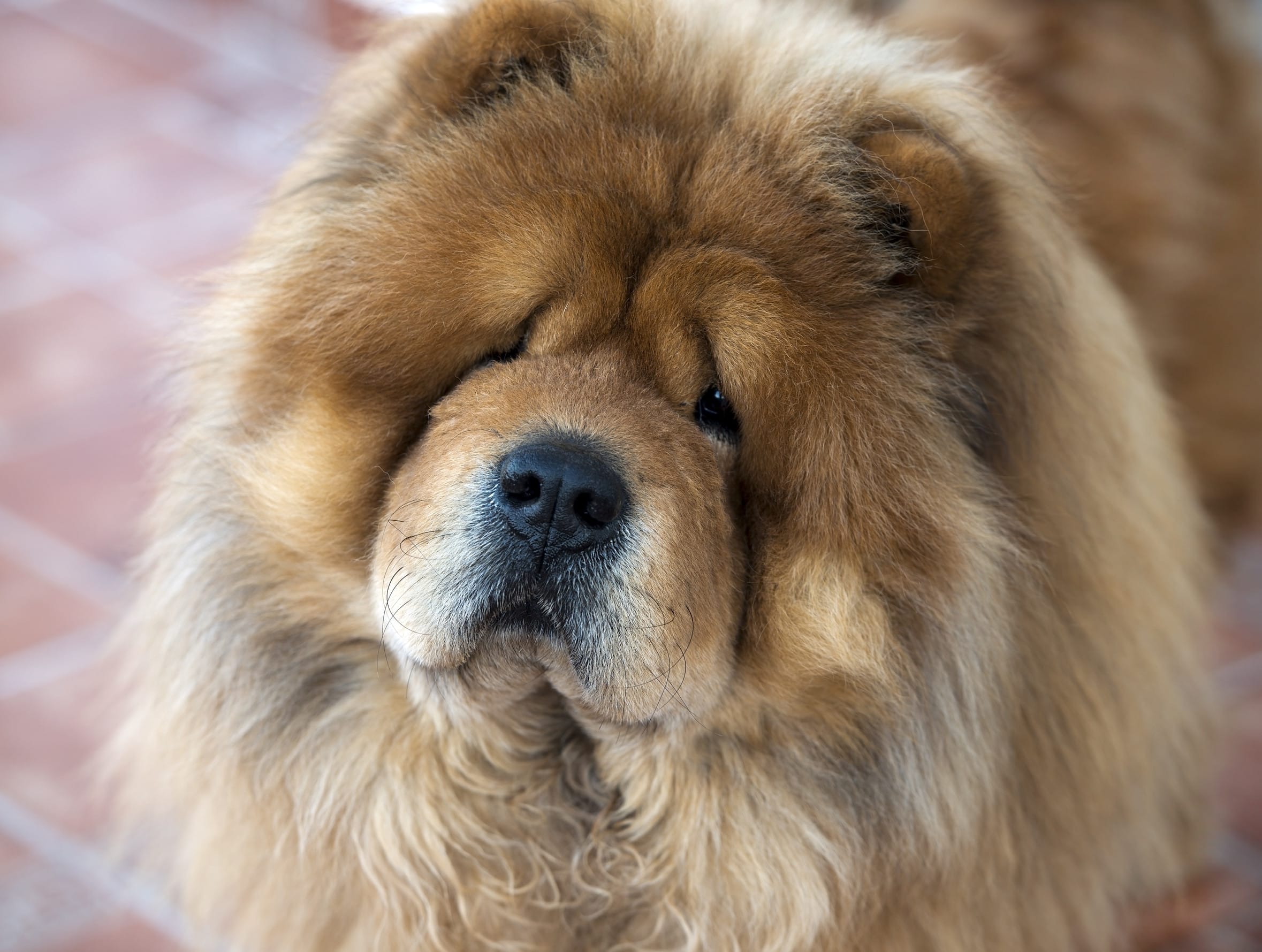 Chow Chow