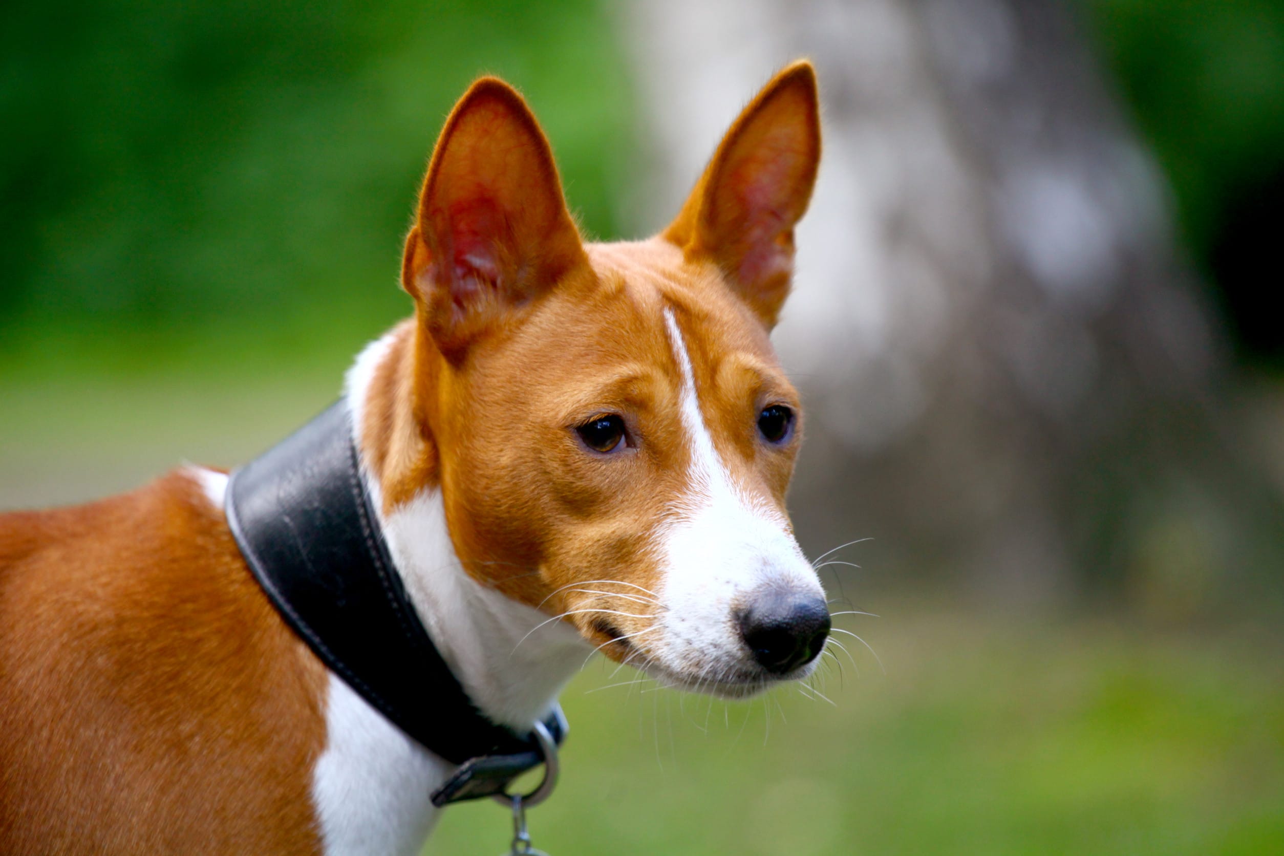 Basenji