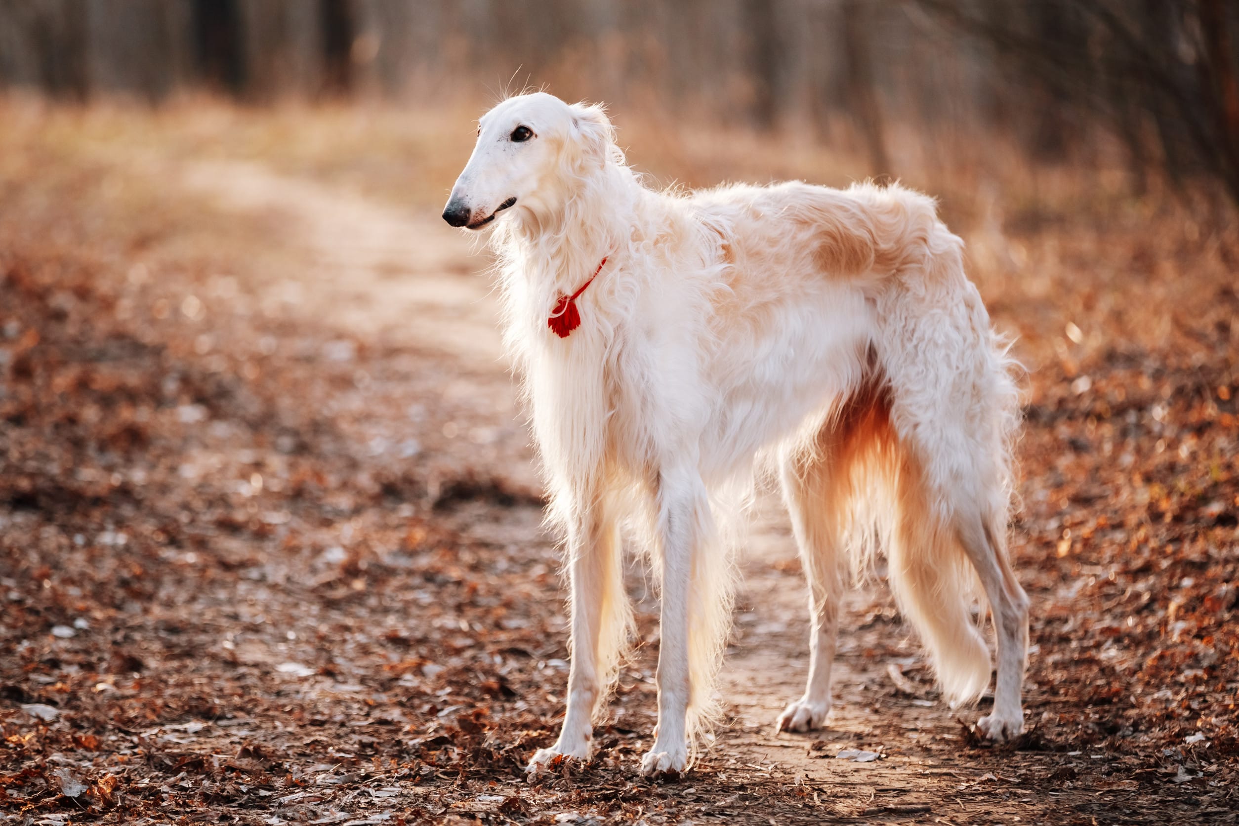 Borzoi