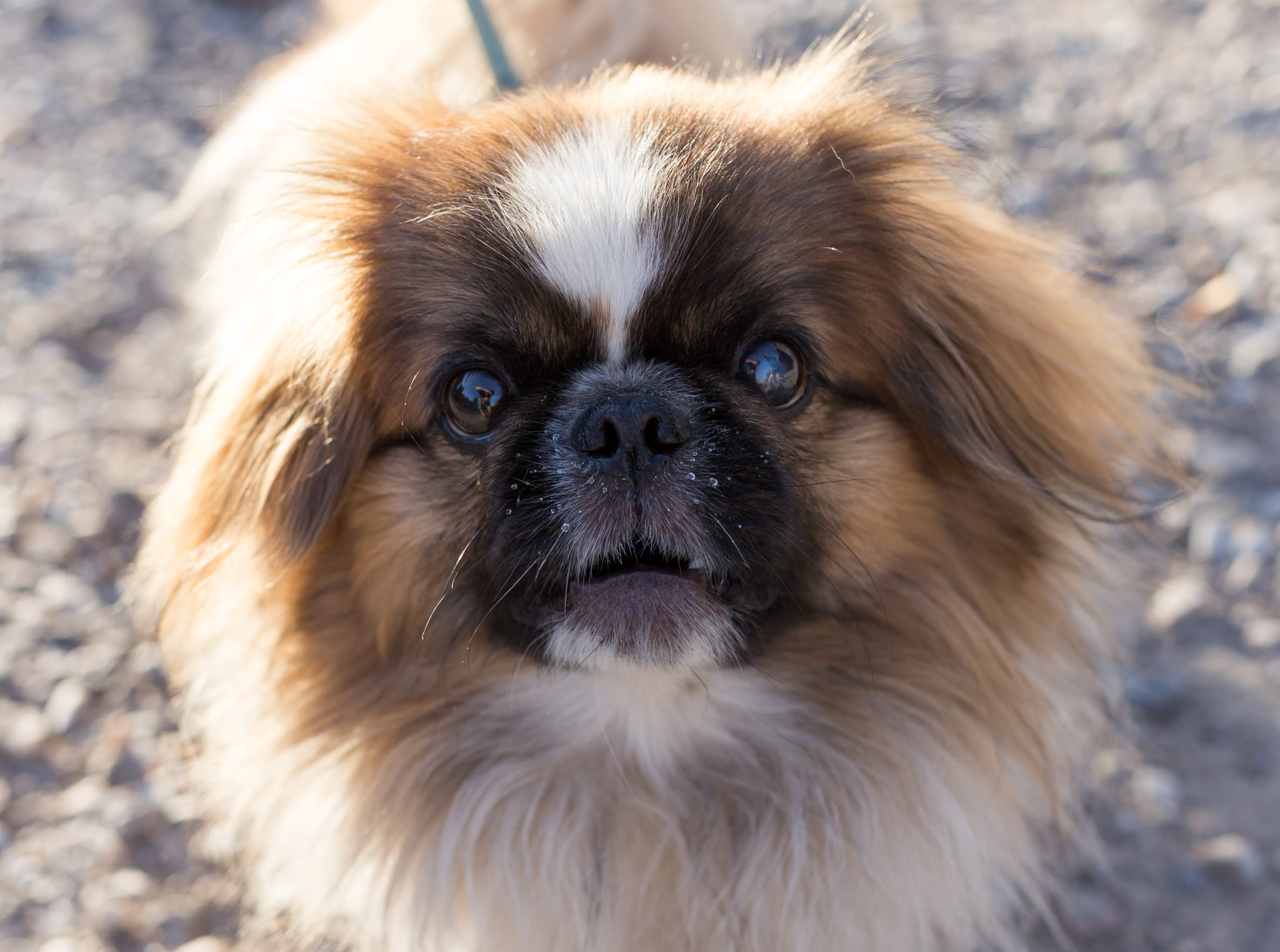 Pekingese