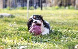 expensive dog breeds