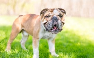 expensive dog breeds